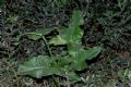 Arum italicum